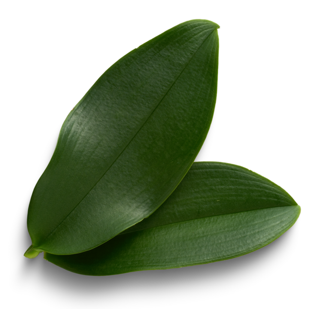 Phyto-ceramides
